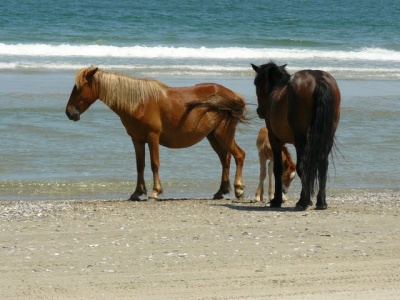 corolla_horses_on_the_beach