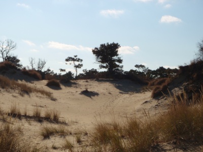 Outer_Banks_Pinetree