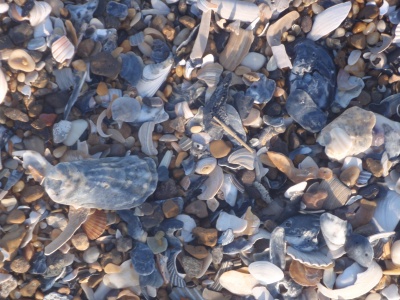 seashells_on_the_beach_obx