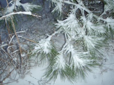 outer_banks_snowstorm_2010_pinetree
