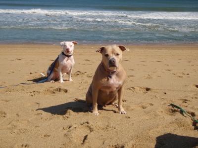 dogs_on_the_beach